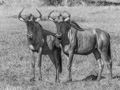 Wildebeest