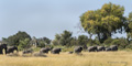 African Elephants