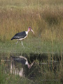 Marabou Stork