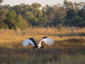 Saddle-Billed Stork