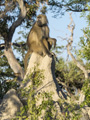 Chacma Baboon