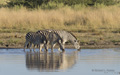 Plains (Burchell’s) Zebra