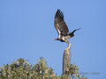 Lappet-Faced Vulture