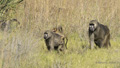 Chacma Baboon