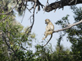 Chacma Baboon