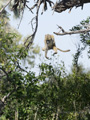 Chacma Baboon