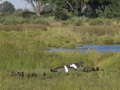 Nile Crocodile, Little Egret, and White-Faced Whistling Duck