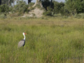 Wattled Crane