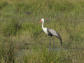 Wattled Crane