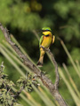 Little Bee-Eater