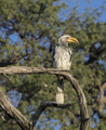 Southern Yellow-Billed Hornbill