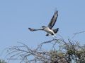 African Hawk-Eagle