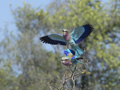 Lilac-Breasted Roller