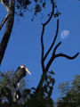 Marabou Stork