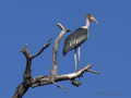 Marabou Stork