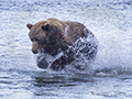 Coastal Brown Bear Fishing