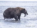 Coastal Brown Bear Fishing