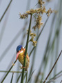 Malachite Kingfisher