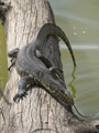 Nile Monitor