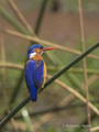 Malachite Kingfisher