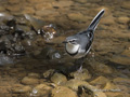 Mountain Wagtail