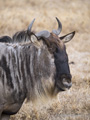 Wildebeest