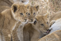 Lion Cubs