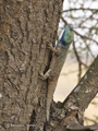 Blue-Headed Agama Tree Lizard