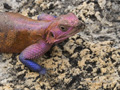 Red-Headed Agama Rock Lizard