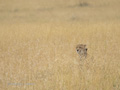 Cheetah in Golden Grass