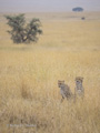 Cheetah in Golden Grass