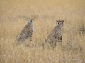 Cheetah in Golden Grass