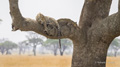 Leopards in a Tree