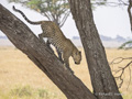 Leopard in a Tree