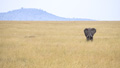 Elephant in Golden Grass