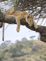 Lioness in a Tree