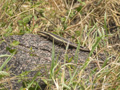 African Striped Skink