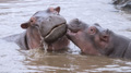 Young Hippopotami