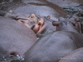 Raft of Hippopotami