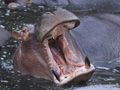 Hippopotamus Yawning