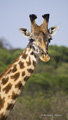 Masai Giraffe