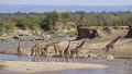 Giraffe Cfrossing the Mara