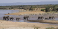 Elephants Crossing the Mara