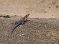 Red-Headed Agama Rock Lizard