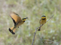 Little Bee-Eaters