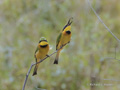 Little Bee-Eaters