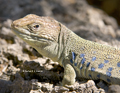 Ocellated Lizard (in Fall)