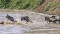 Wildebeest Crossing the Mara