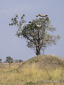 Vultures in a Tree