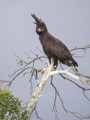 Long-Crested Eagle